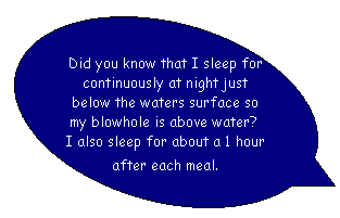 Oval Callout: Did you know that I sleep for continuously at night just below the waters surface so my blowhole is above water?  I also sleep for about a 1 hour after each meal. 
tinuously at night just below the waters surface so my blowhole is above water?  I also sleep for about a 1 hour after each meal. 



