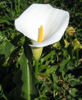 Public Domain, Calla lily in Nature