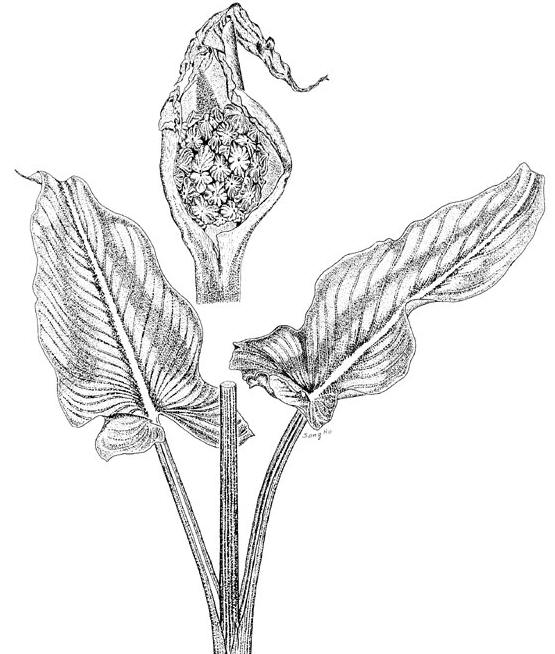 Public Domain Parts of the Calla Lily