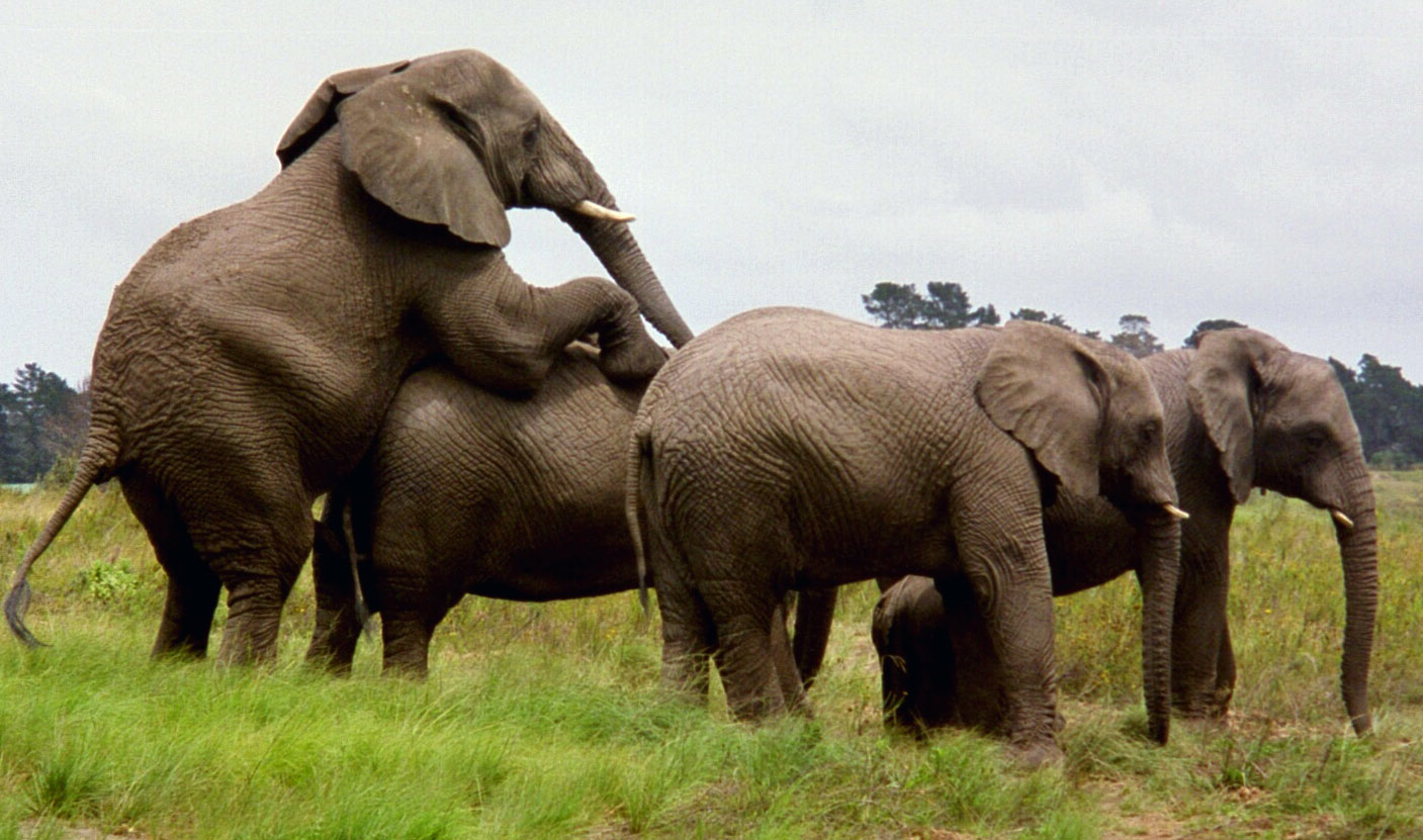 Erotic Elephants