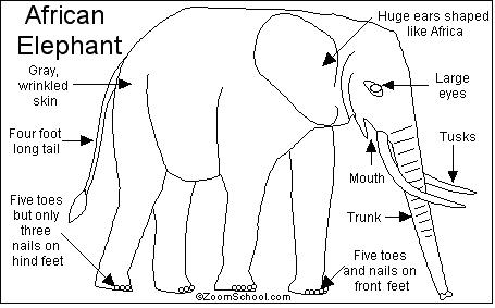 Adaptation qualities of the African Elephant