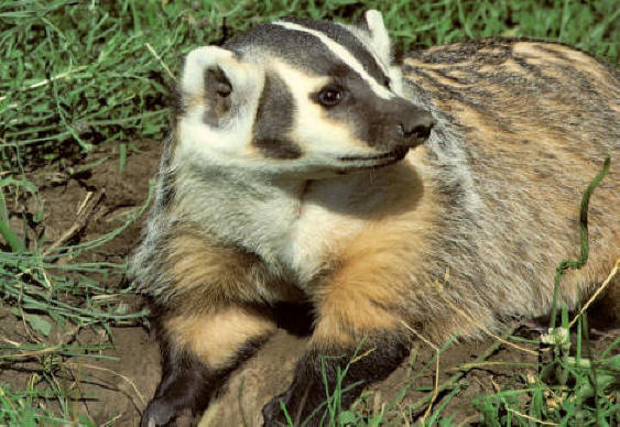 The American Badger