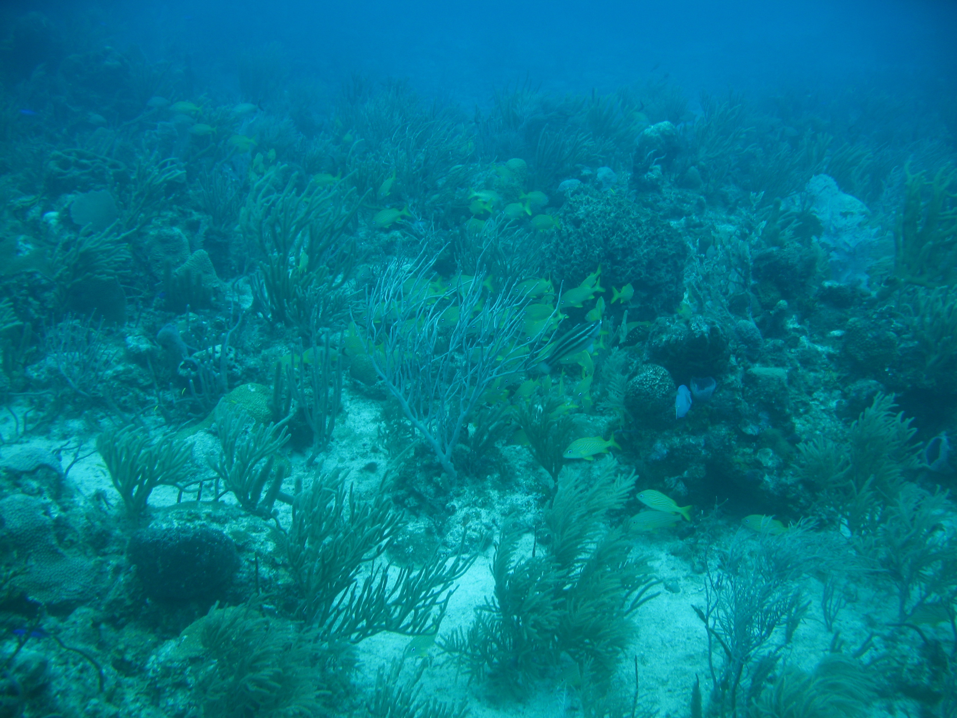 Coral Reef taken by Amy Warren