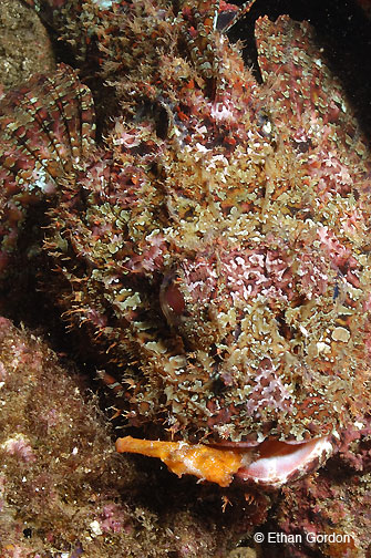 Pacific Seahorse eaten by Scorpionfish