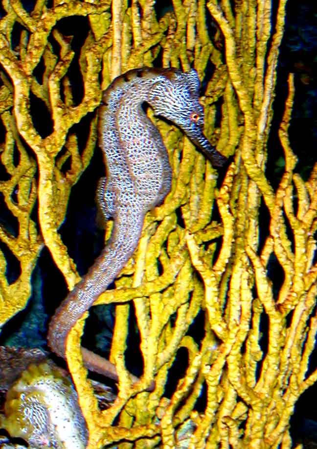 Spotted Pacific Seahorse 