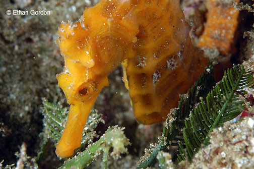 Close up of an orange Pacific Seahorse