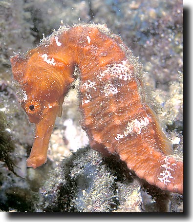 Orange Pacific Seahorse