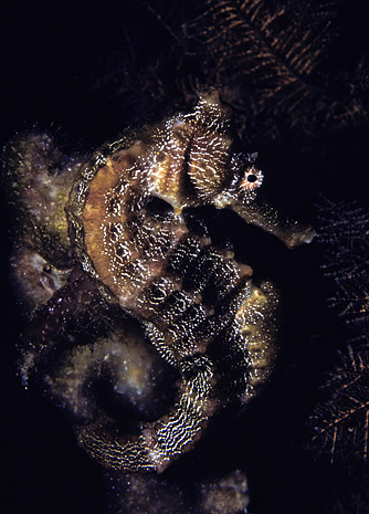 Pacific Seahorse found in the Galapagos Islands