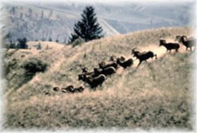 herd of california bighorns travelling along hillside