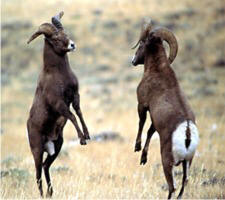 Two desert bighorns of similar size fighting for dominance.