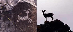 petroglyph showing the importance of bighorns in our history