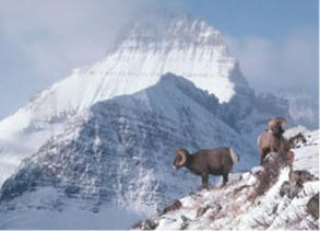 breathtaking scenery for rocky mountain bighorns