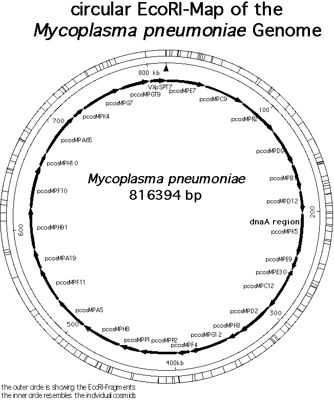 EcoRI restriction fragment map showing the locations of many genes in the M. pneumoniae genome.Map courtesy of Dr. Richard Hermann, University of Heidelberg, Germany. 