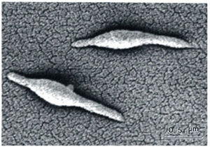 Photo showing electron micrograph of two Mycoplasma pneumoniae cells. Photo courtesy of Dr. Duncan Krause, University of Georgia..