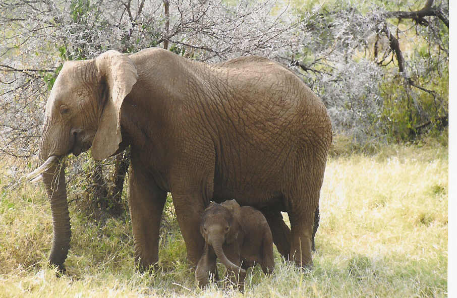 Elephant Photo from Wikipedia