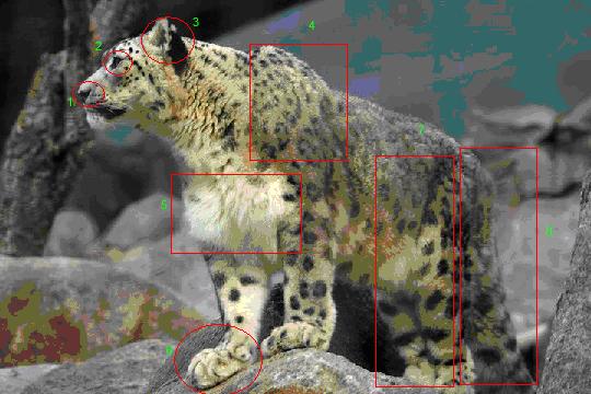 snow leopard pictures. snow leopards have a deep
