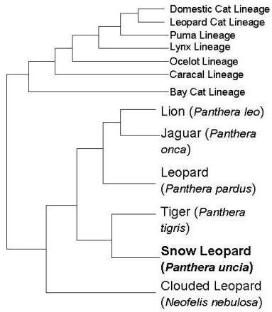 Cheetah Classification Chart