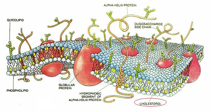 Picture of cholesterol in cell membrane (courtesy of wikipedia commons)