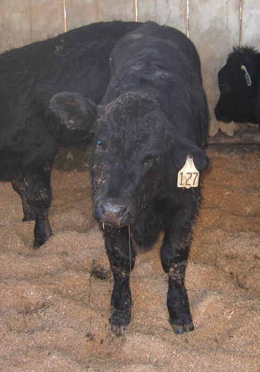 Infected calf with drooping ear ( Courtesy of Virginia Cooperative Extension)