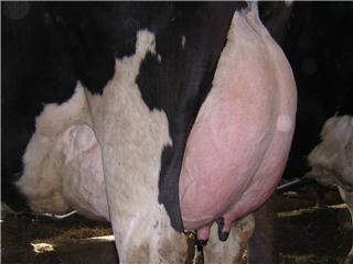 Picture of healthy udder (taken by author)