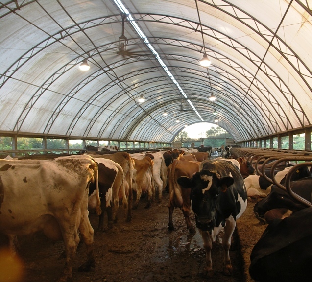 Large Dairy Production (Courtesy of Wikipedia Commons)
