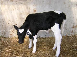 Picture of healthy Calf (Picture taken by Author)