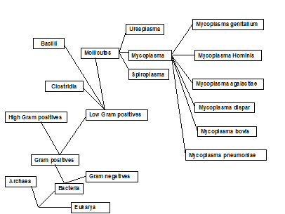 Phylogenetic Tree of Mycoplasma
