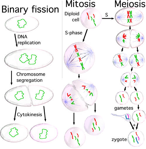 Binary Fission vs. Mitosis & Meiosis (complements of wikipedia commons)
