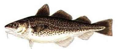 http://www.cptdave.com/atlantic-cod.html