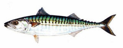 http://www.cptdave.com/atlantic-mackerel.html