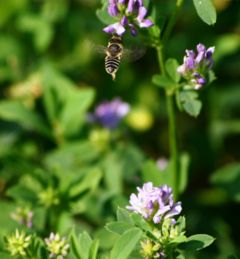 Alfalfa leafcutter bee, Megachile rotundata, a pollinator on alfalfa flower