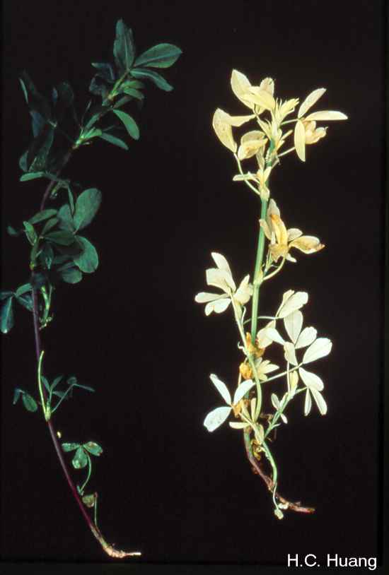 healthy alfalfa verse alfalfa infected with a stem nematode