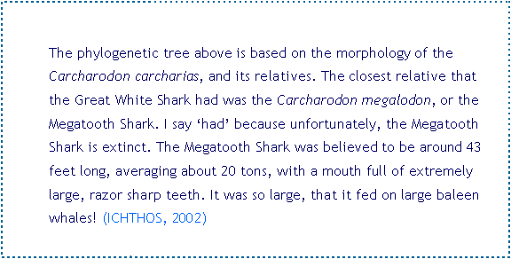 Text Box:     	The phylogenetic tree above is based on the morphology of the 	Carcharodon carcharias, and its relatives. The closest relative that 	the Great White Shark had was the Carcharodon megalodon, or the 	Megatooth Shark. I say ‘had’ because unfortunately, the Megatooth 	Shark is extinct. The Megatooth Shark was believed to be around 43 	feet long, averaging about 20 tons, with a mouth full of extremely 	large, razor sharp teeth. It was so large, that it fed on large baleen 	whales! (ICHTHOS, 2002)