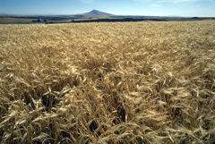 http://en.wikipedia.org/wiki/Image:Barley.jpg