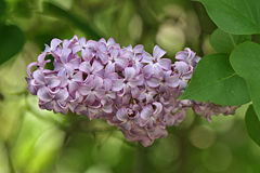 http://upload.wikimedia.org/wikipedia/commons/thumb/3/35/Lilac_Flower%26Leaves%2C_SC%2C_Vic%2C_13.10.2007.jpg/240px-Lilac_Flower%26Leaves%2C_SC%2C_Vic%2C_13.10.2007.jpg