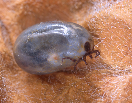 Engorged Tick, Image Courtesy of http://www.entomologyphotography.com 