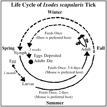 Deer Tick Life Cycle, Image courtesy of www.cdc.gov