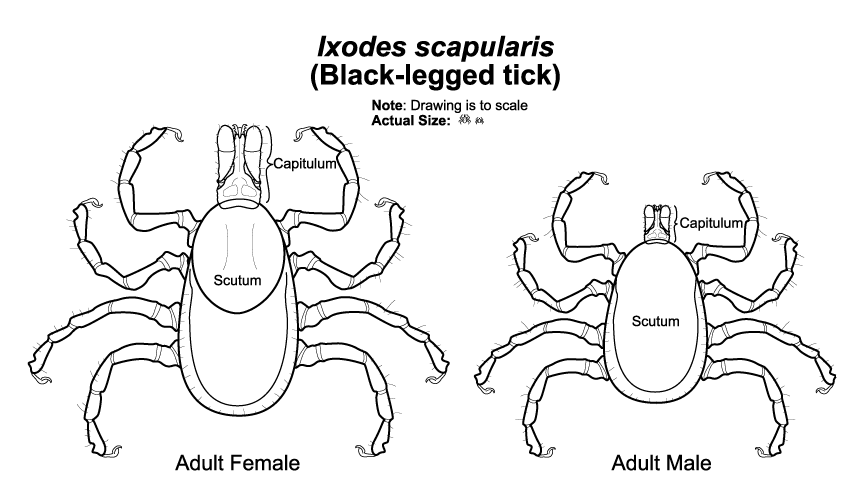 Illustration of Adult Deer Tick, Image courtesy of Scott Charlesworth and Purdue University Entomology department.