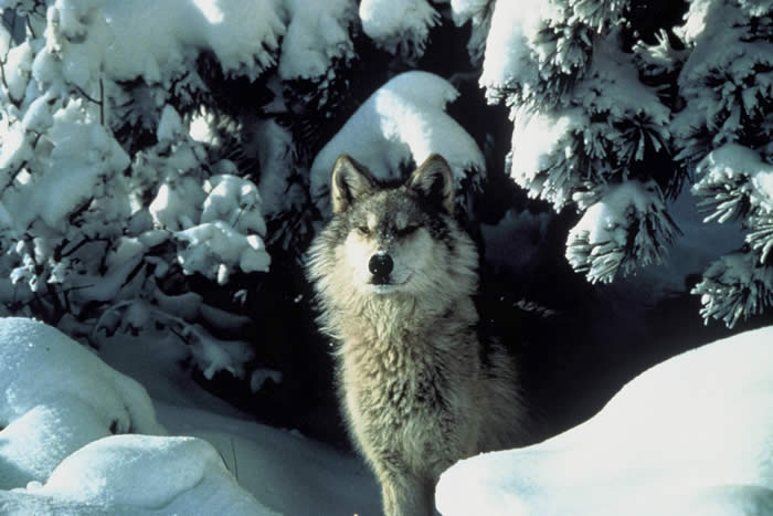 Gray Wolf, Image courtesy of http://www.fws.gov/pacific/ecoservices/endangered/recovery/images/TracyBrooksMissionWolf-USFWS_000.jpg