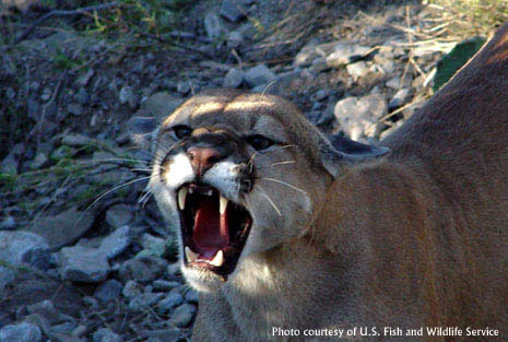 Photo of a cougar hissing 