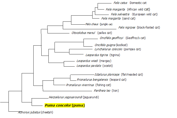 Phylogenetic tree created by Amy Cory