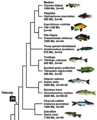 Phylogenic Tree for Japanese puffer fish