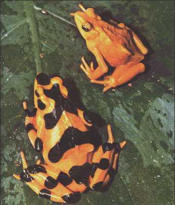 harlequin frogs also produce tetrodotoxin