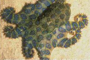 blue- ringe octopus, also produces tetrodotoxin
