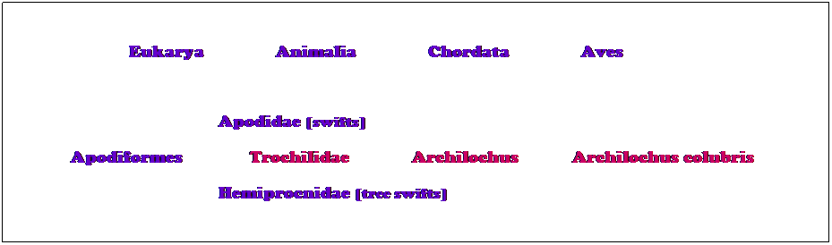 Text Box:  
                          Eukarya                Animalia                Chordata                Aves    
 
                                              Apodidae [swifts]
             Apodiformes               Trochilidae              Archilochus            Archilochus colubris      
                                              Hemiprocnidae [tree swifts]
 
                                                                     
