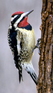 Yellow-bellied Sapsucker, Picture courtesy of Wikipedia