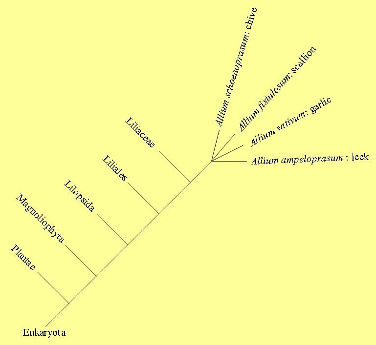 aloe plant phylogeny tree
