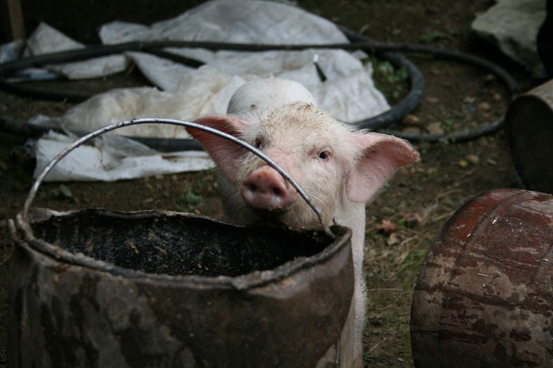 http://commons.wikimedia.org/wiki/Image:Feeding_the_pigs_5.JPG