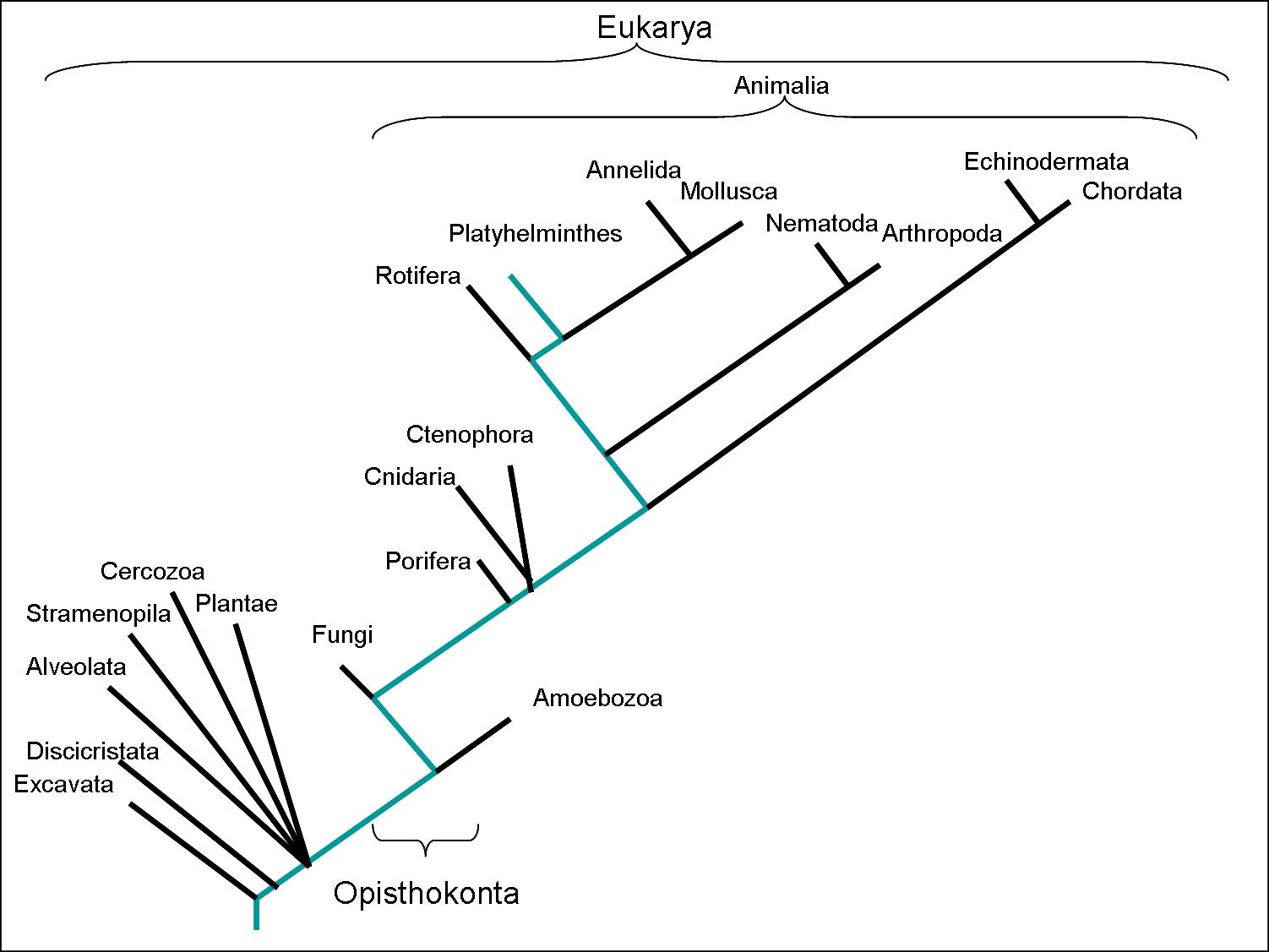 Phylogenic Tree - Click to Enlarge