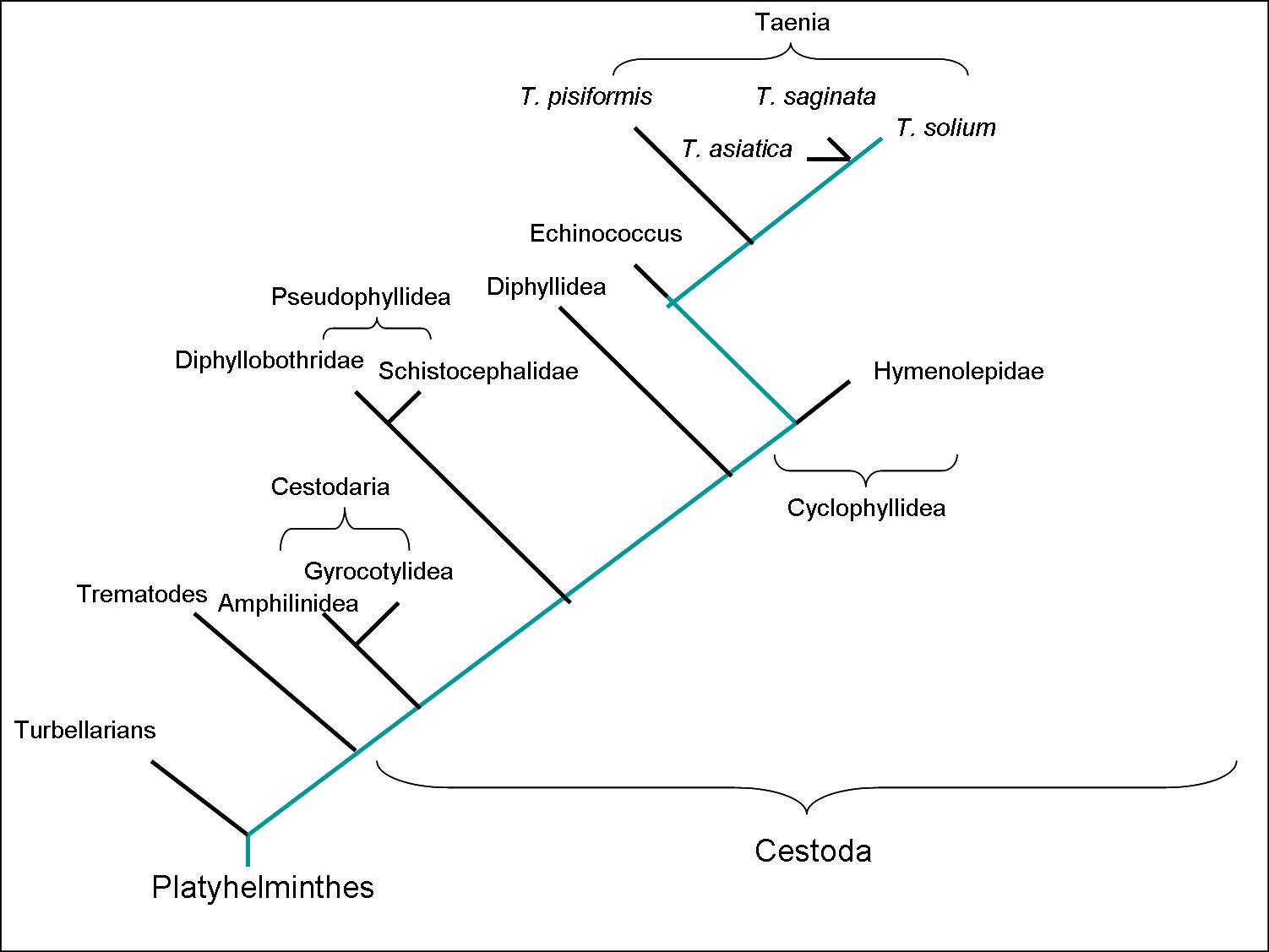 Phylogenetic Tree 2 - Click to Enlarge